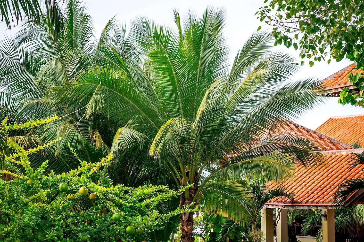 Romana Resort & Spa Mũi Né Kültér fotó